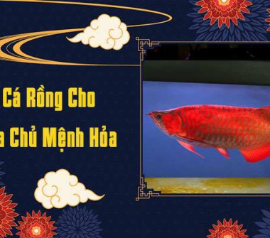 Chọn Cá Rồng theo mệnh 