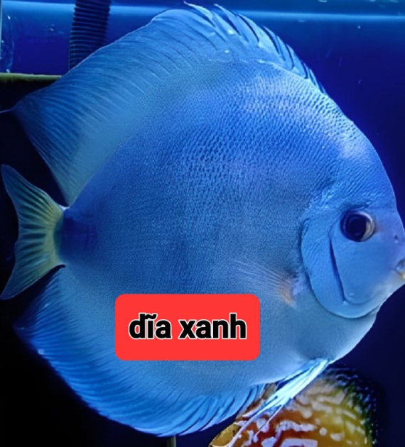 Cá dĩa