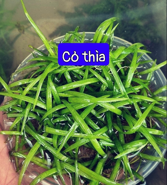 Cỏ thìa