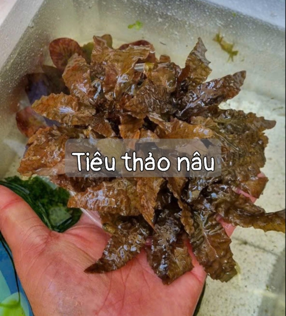 Tiêu thảo nâu